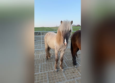 Islandpferd, Hengst, 3 Jahre, Falbe