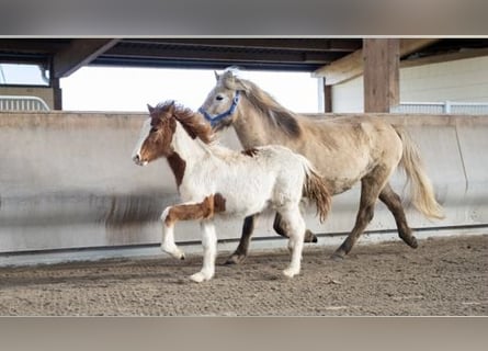 Islandpferd, Hengst, 3 Jahre, Schecke