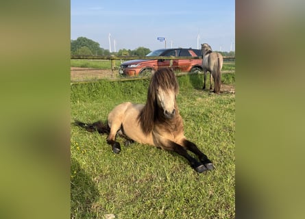 Islandpferd, Hengst, 4 Jahre, 137 cm, Buckskin
