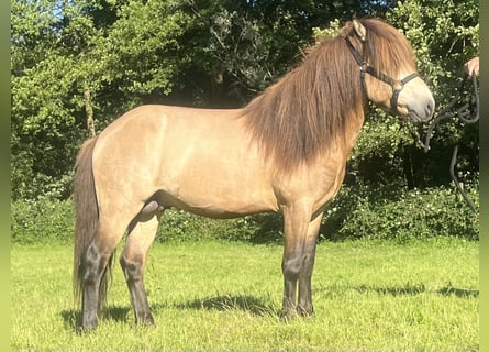 Islandpferd, Hengst, 4 Jahre, 137 cm, Buckskin