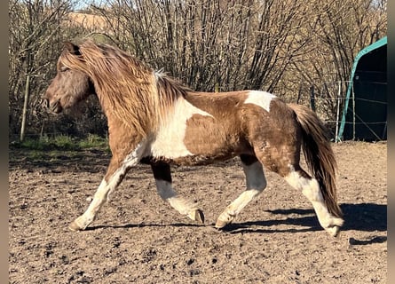 Islandpferd, Hengst, 4 Jahre, 142 cm, Schecke