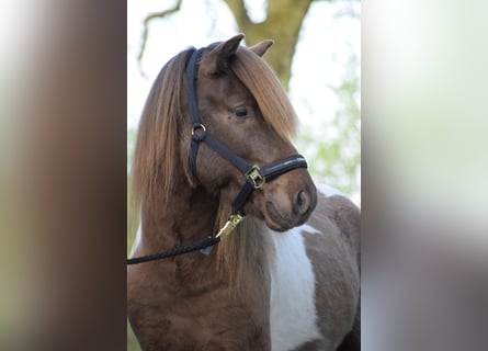Islandpferd, Hengst, 4 Jahre, 142 cm, Schecke