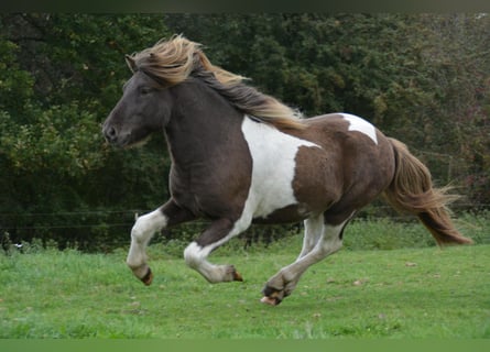 Islandpferd, Hengst, 4 Jahre, 142 cm, Schecke