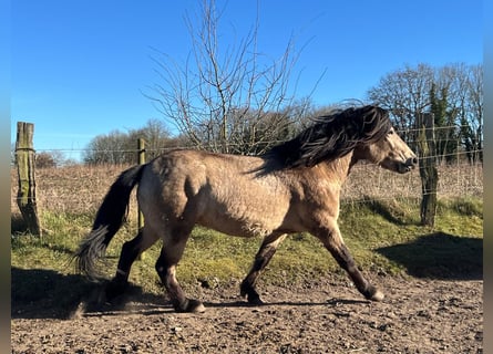 Islandpferd, Hengst, 4 Jahre, 142 cm
