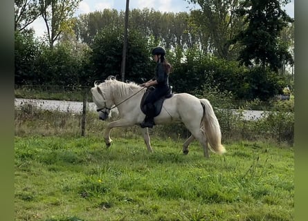 Islandpferd, Hengst, 4 Jahre, 146 cm, Palomino