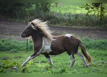 Islandpferd, Hengst, 5 Jahre, 142 cm, Schecke