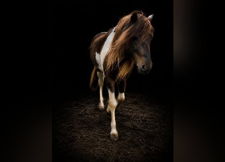 Islandpferd, Hengst, 5 Jahre, 142 cm, Schecke