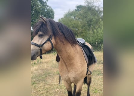 Islandpferd, Hengst, 5 Jahre, 142 cm
