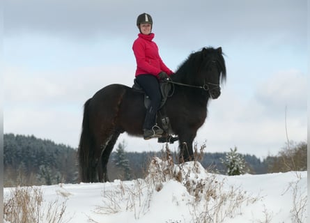 Islandpferd, Hengst, 5 Jahre, 148 cm, Rappe