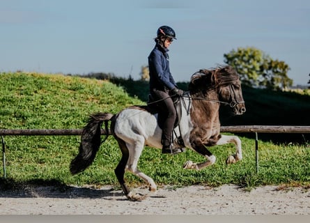 Islandpferd, Hengst, 7 Jahre, 150 cm, Schecke