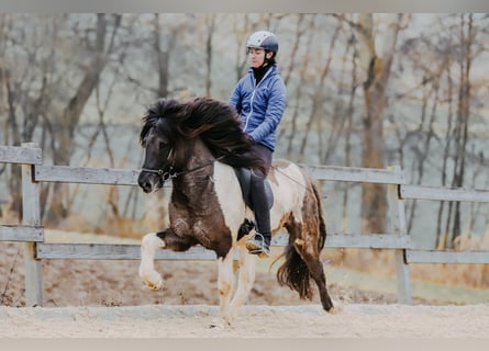 Islandpferd, Hengst, 7 Jahre, 150 cm, Schecke