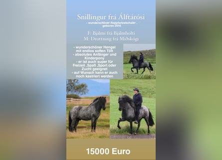 Islandpferd, Hengst, 7 Jahre