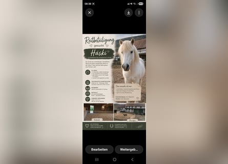 Islandpferd, Hengst, 8 Jahre, 135 cm, Schimmel