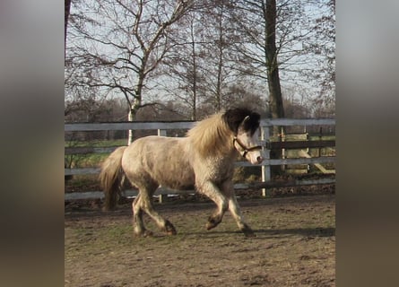 Islandpferd, Hengst, 8 Jahre, Schecke
