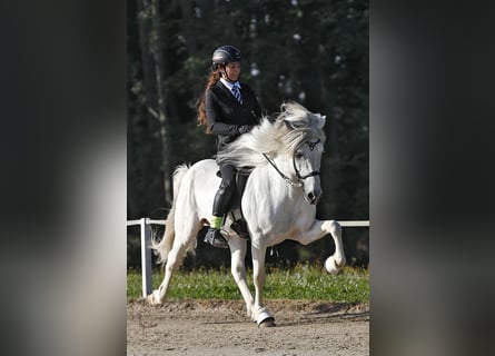 Islandpferd, Hengst, 9 Jahre, 145 cm, Schimmel