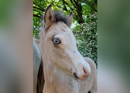 Islandpferd, Hengst, , 140 cm, Buckskin