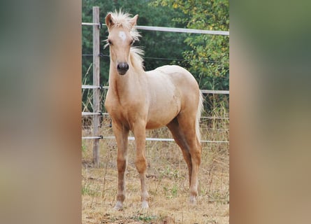 Islandpferd, Hengst, Fohlen (04/2026), 140 cm, Palomino