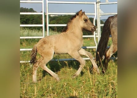 Islandpferd, Hengst, Fohlen (06/2026), Falbe