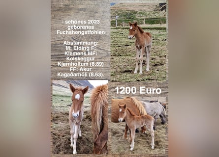 Islandpferd, Hengst, Fohlen (01/2023)