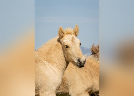 Islandpferd, Hengst, Fohlen (06/2025), Palomino