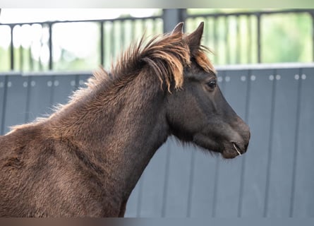 Islandpferd, Hengst, Fohlen (01/2026), Rappe