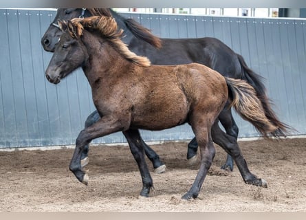 Islandpferd, Hengst, Fohlen (03/2026), Rappe