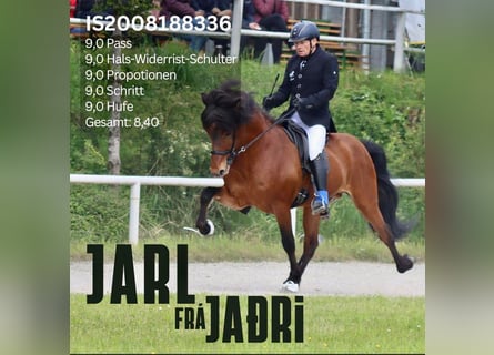 Islandpferd, Hengst, 17 Jahre, 149 cm