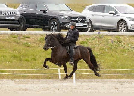 Islandpferd, Hengst, 7 Jahre, 143 cm, Rappe