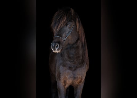 Islandpferd, Hengst, 7 Jahre, 147 cm, Rappe