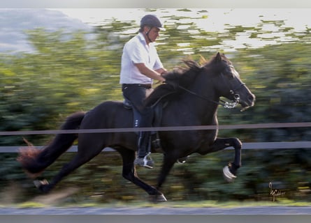 Islandpferd, Hengst, 20 Jahre, 142 cm, Rappe