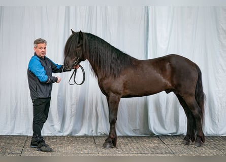 Islandpferd, Hengst, 8 Jahre, 150 cm, Rappe