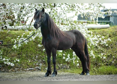 Islandpferd, Hengst, 5 Jahre, 148 cm, Rappe