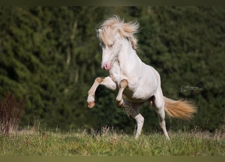 Islandpferd, Hengst, 9 Jahre, 142 cm, Schecke