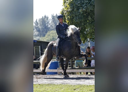 Islandpferd, Hengst, 16 Jahre, 147 cm