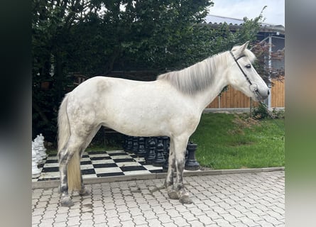 Islandpferd, Stute, 10 Jahre, 136 cm, Schimmel