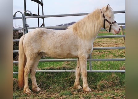 Islandpferd, Stute, 10 Jahre, 137 cm