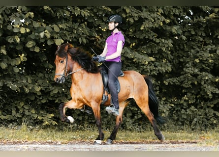 Islandpferd, Stute, 10 Jahre, 139 cm, Brauner