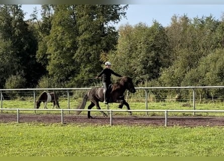 Islandpferd, Stute, 10 Jahre, 144 cm, Rappe