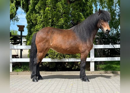 Islandpferd, Stute, 11 Jahre, 140 cm, Brauner