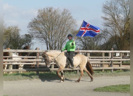 Islandpferd, Stute, 11 Jahre, 140 cm, Falbe