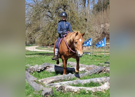 Islandpferd Mix, Stute, 11 Jahre, 142 cm, Fuchs