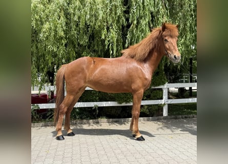 Islandpferd, Stute, 11 Jahre, 145 cm, Fuchs
