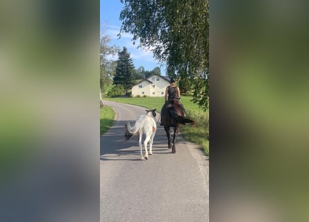 Islandpferd, Stute, 12 Jahre, 135 cm, Schecke