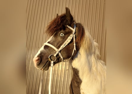 Islandpferd, Stute, 12 Jahre, 136 cm, Schecke