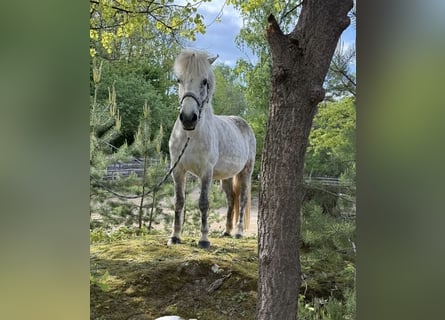 Islandpferd, Stute, 12 Jahre, 138 cm, Fliegenschimmel