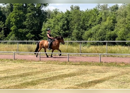 Islandpferd, Stute, 12 Jahre, 140 cm, Brauner