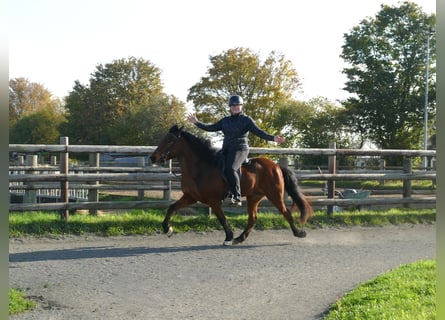 Islandpferd, Stute, 12 Jahre, 140 cm, Brauner