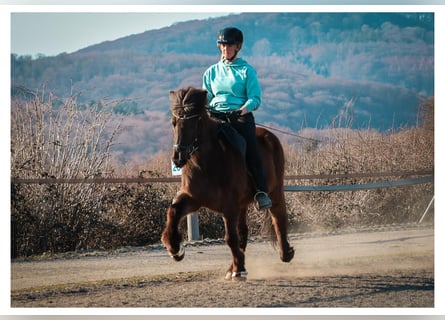 Islandpferd, Stute, 12 Jahre, 140 cm, Schimmel