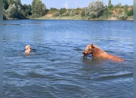 Islandpferd, Stute, 12 Jahre, 141 cm, Fuchs