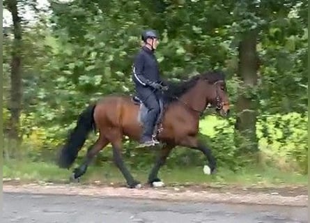 Islandpferd, Stute, 12 Jahre, 142 cm, Brauner